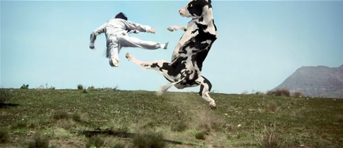 Fight-choreography-cow-fight-kung-pow